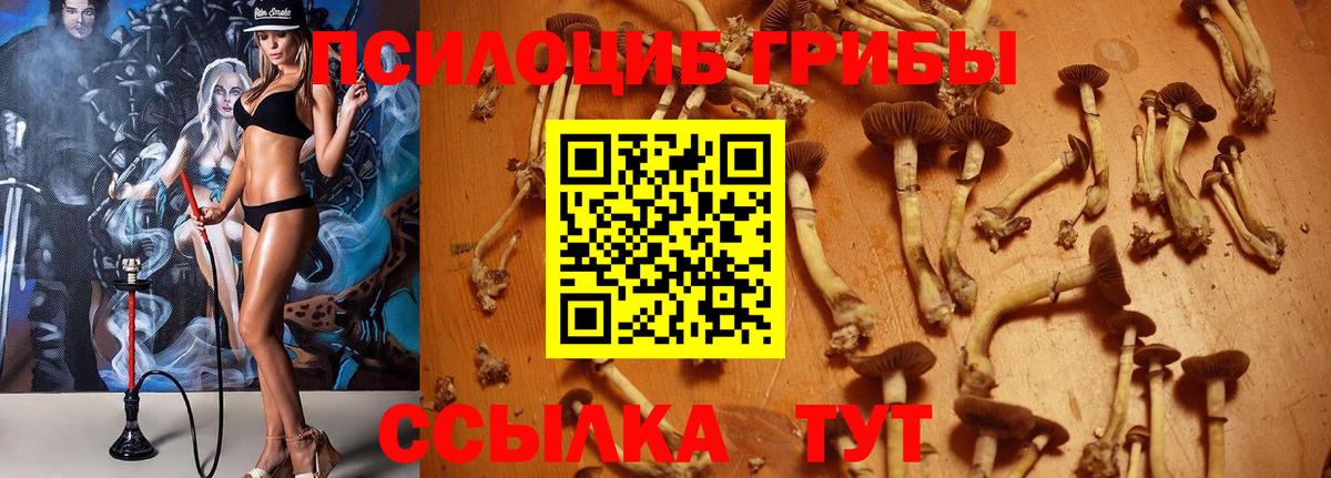 Псилоцибиновые грибы GOLDEN TEACHER Донецк